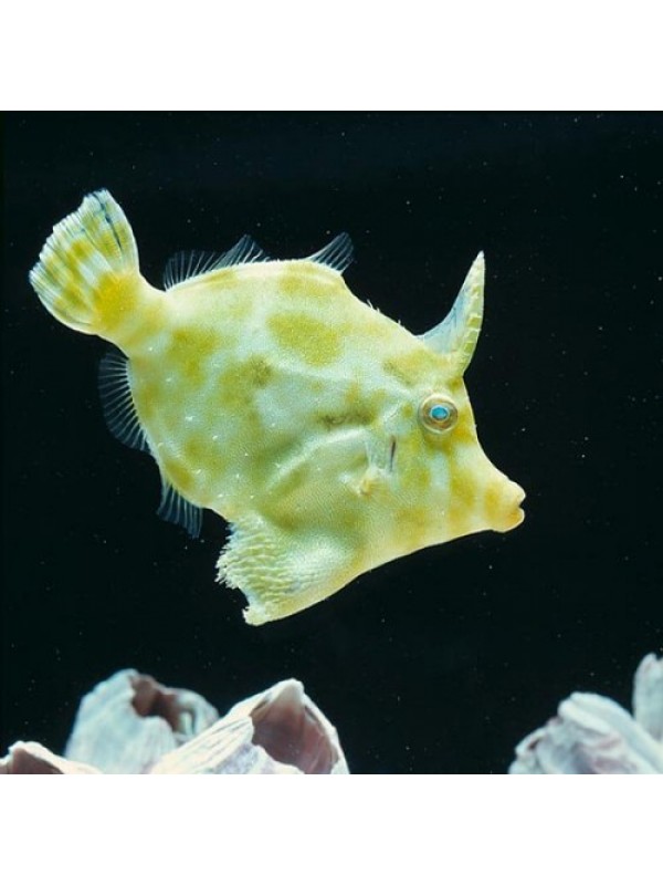Acreichthys tomentosus -Єдиноріг щетинохвостий
