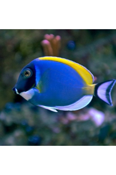 Белогрудый хирург - Acanthurus leucosternon