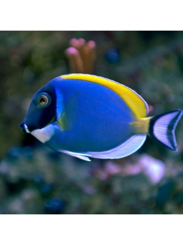 Белогрудый хирург - Acanthurus leucosternon