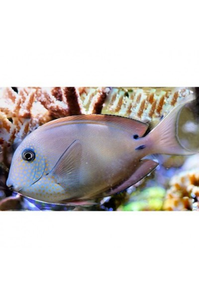Acanthurus nigrofuscus Хирург
