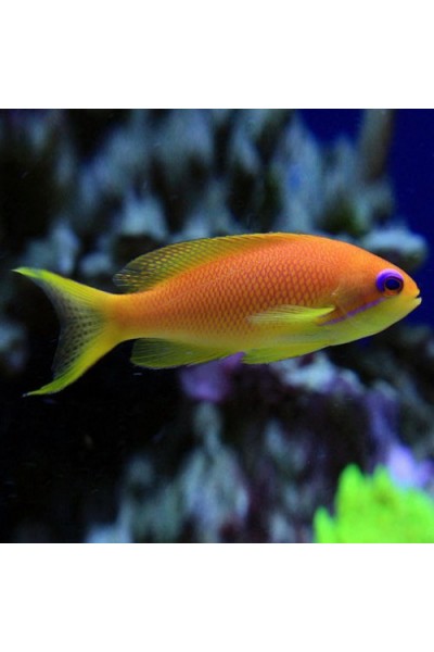 Pseudanthias squamipinnis - Антіас лірохвостий