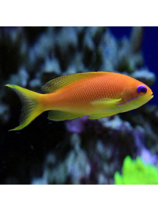 Pseudanthias squamipinnis -Антиас лирохвостый