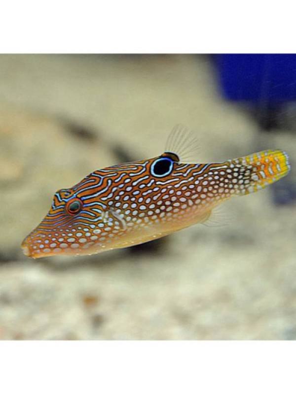 Canthigaster magaritatus Иглобрюх -Тоби