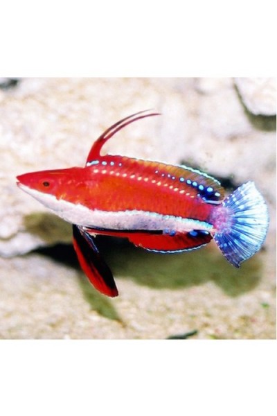 Cirrhilabrus Rubriventralis-Циррілабрус білобрюхий