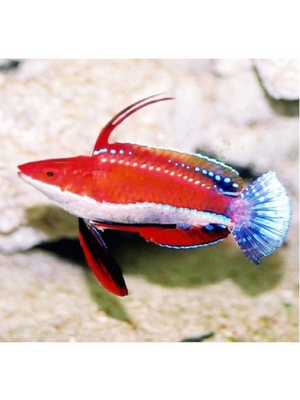 Cirrhilabrus Rubriventralis-Циррілабрус білобрюхий