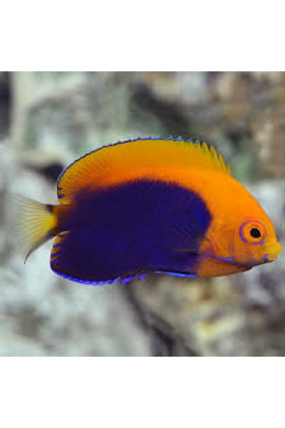 Centropyge acanthops - Цетропіг