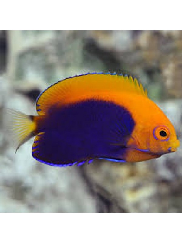 Centropyge acanthops - Цетропиг