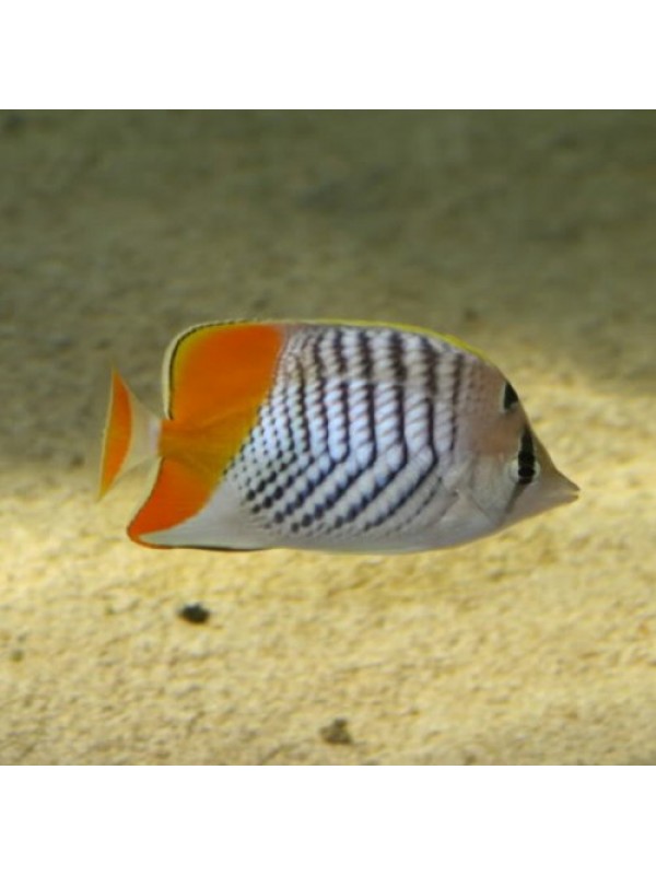 Chaetodon madagascariensis