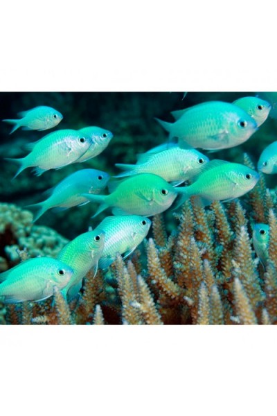 Chromis viridis -Хромис сине-зеленый