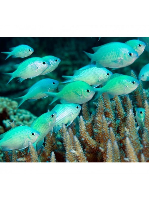 Chromis viridis -Хроміс синьо-зелений