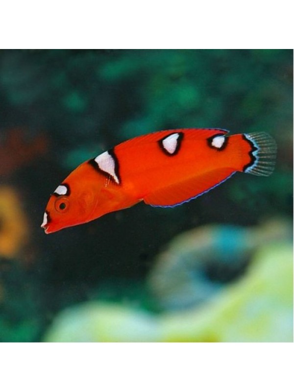 Coris formosa - Королівський коріс