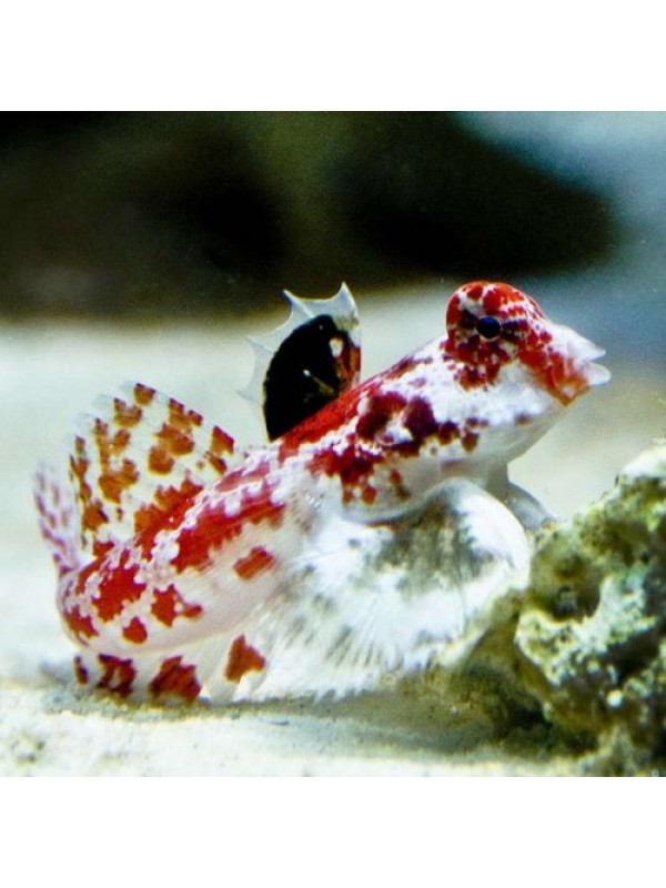 Synchiropus stellatus -Мандаринка зірчаста