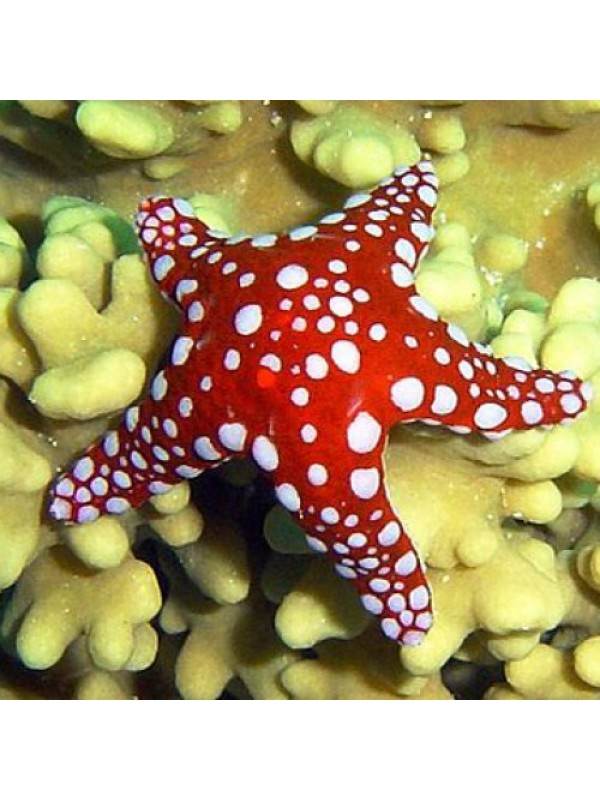 Fromia milleporella -морская звезда