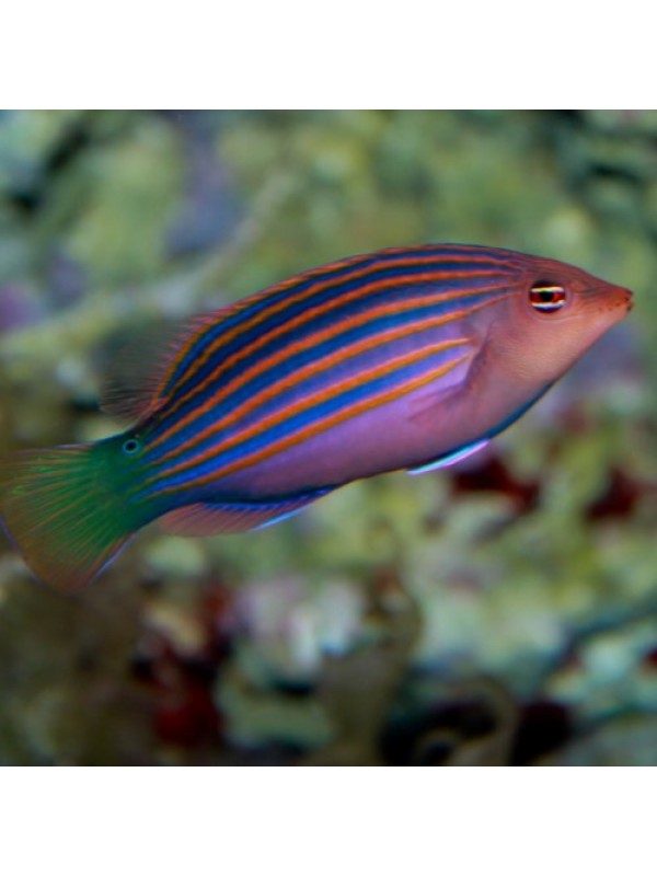 Pseudocheilinus hexataenia -Губан пижама