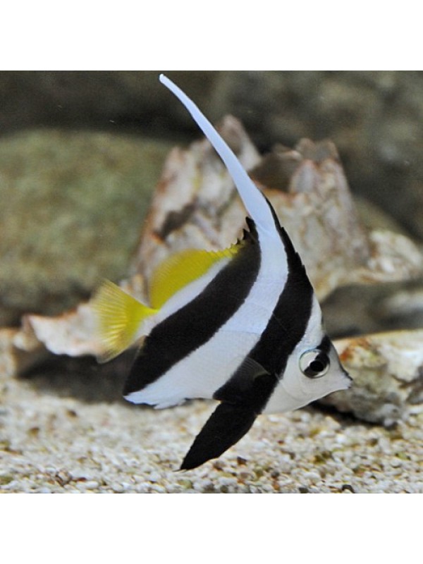 Heniochus acuminatus -Вимпельний Метелик