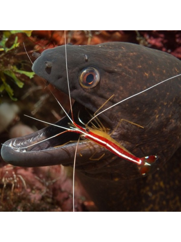 Lysmata amboinensis Креветка - доктор
