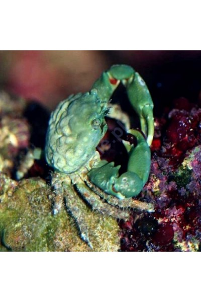 Mithraculus sculptus - Краб водоростеїд