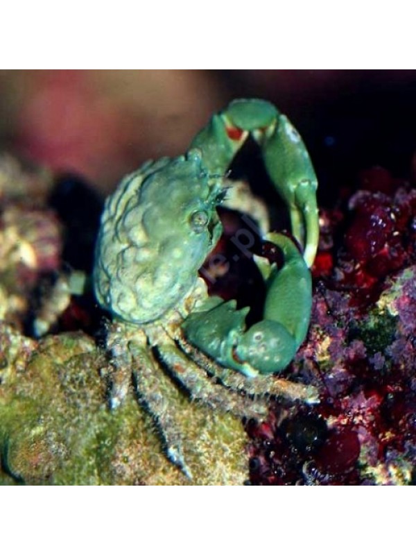 Mithraculus sculptus - Краб водорослеед