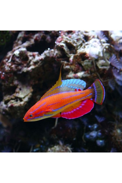 Paracheilliunius Mccoskeri Губан