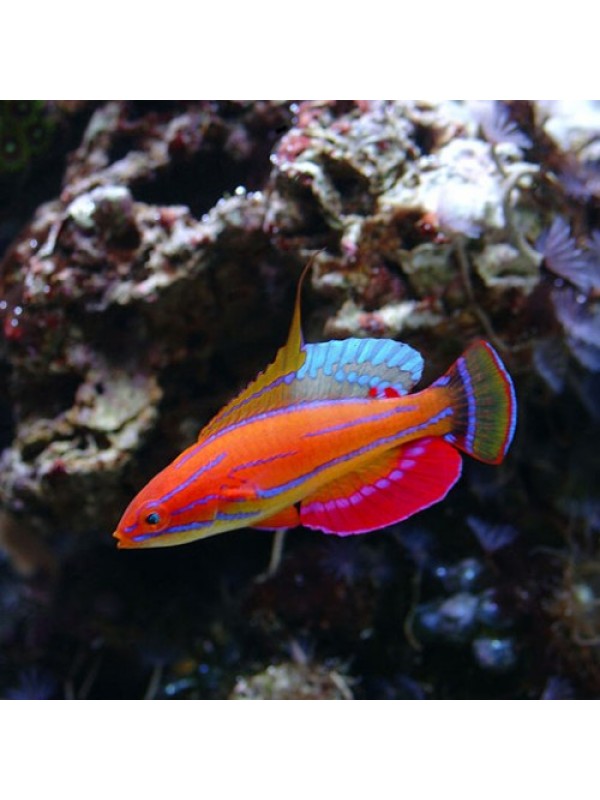 Paracheilliunius Mccoskeri Губан