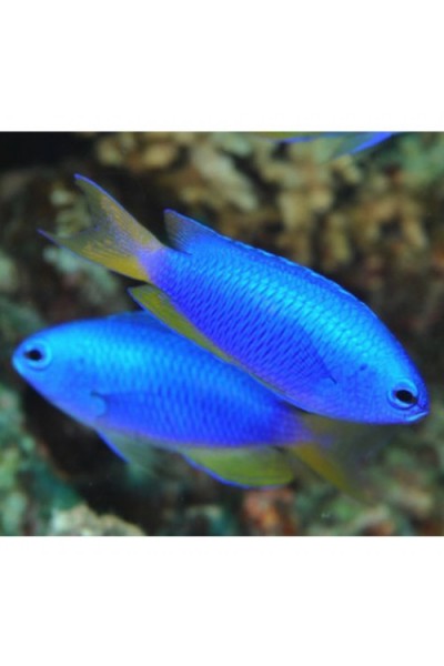 Pomacentrus coelestis -Помацентрус голубой