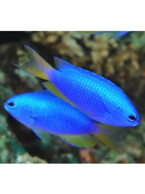 Pomacentrus coelestis -Помацентрус голубой