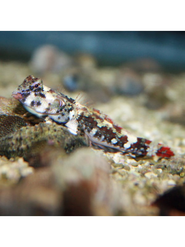 Synchiropus ocellatus -Мандаринка глазчатая