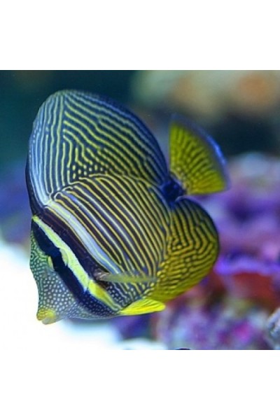 Zebrasoma desjardinii - Зебрасома Дежардена