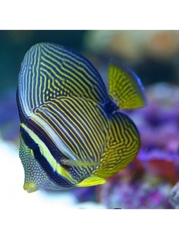Zebrasoma desjardinii -Зебрасома Дежардена