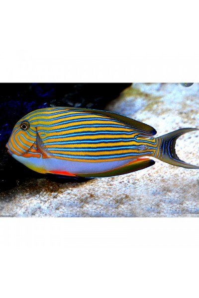 Acanthurus lineatus - Хирург полосатый