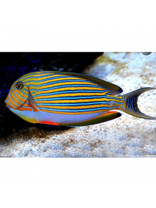 Acanthurus lineatus - Хирург полосатый