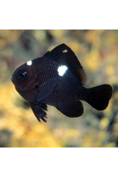 Dascyllus trimaculatus -Дасциллус домино