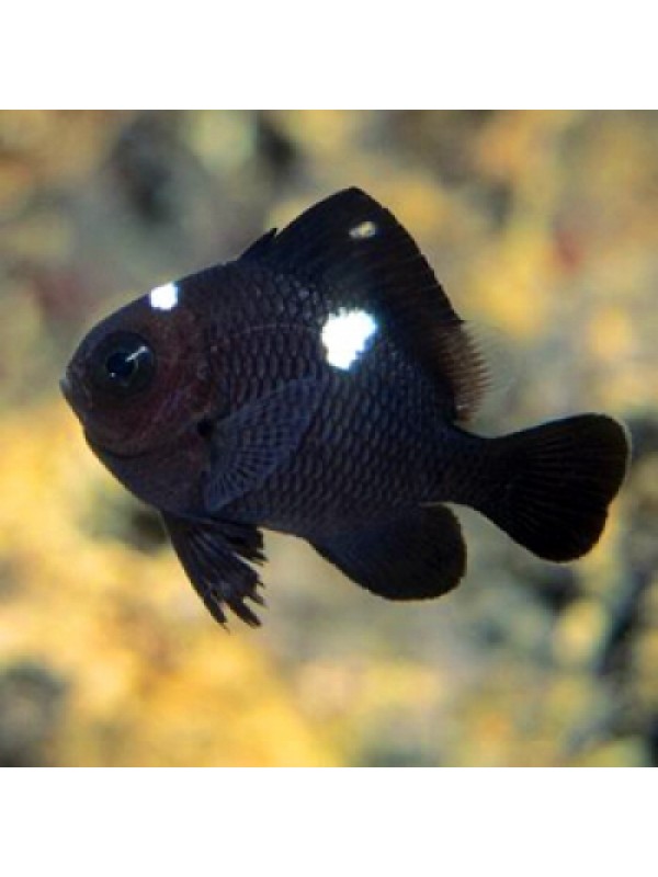 Dascyllus trimaculatus -Дасциллус домино