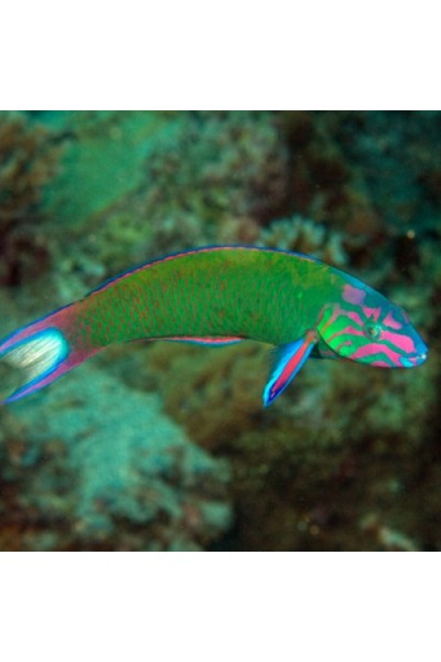 Thalassoma lunare -Талассома лунная