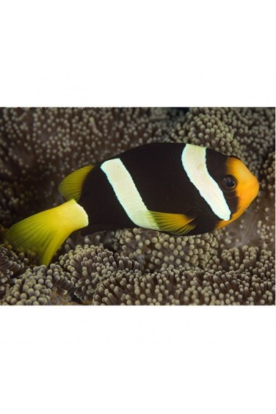Amphiprion clarkii -Клоун Кларка