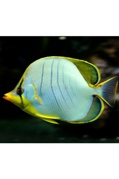 Chaetodon xanthocephalus -Бабочка желтоголовая
