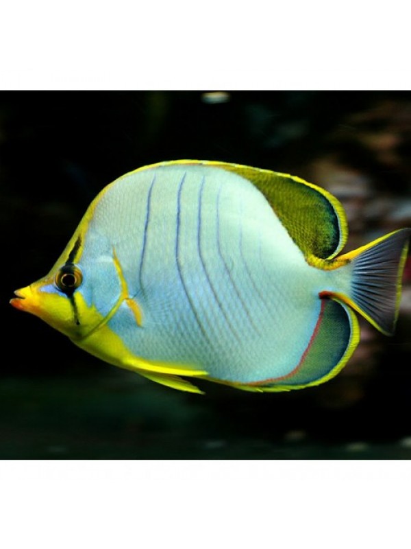 Hoplolatilus randalli - Randall's tilefish