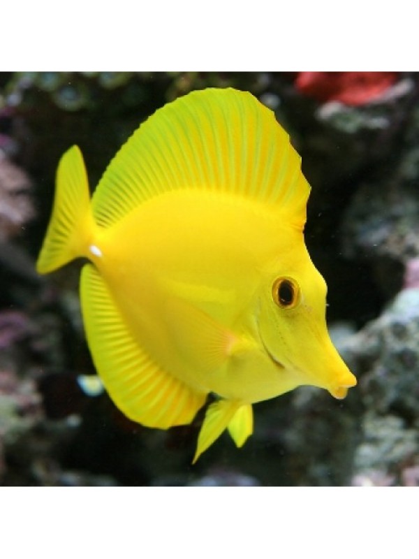 Желтая зебрасома - Zebrasoma flavescens