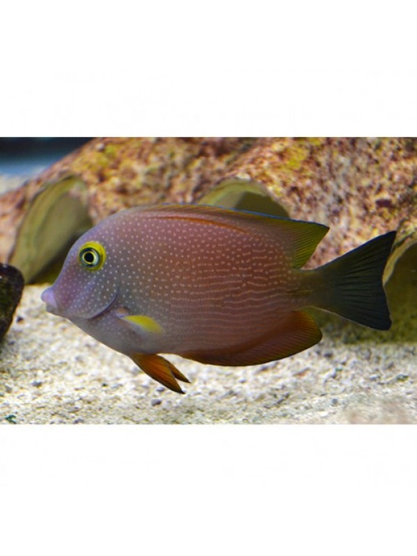 Ctenochaetus truncatus - Ктенохет желтоглазый