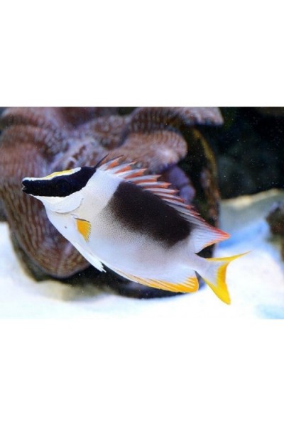 Siganus magnificus - Лиса магнифика (L)