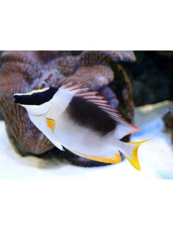 Siganus magnificus - Лиса магнифика (L)