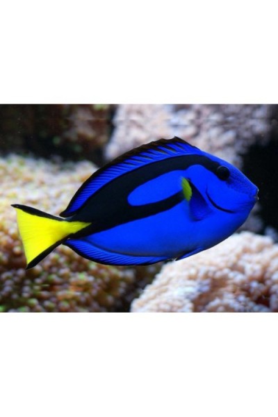Paracanthurus hepatus - Хепатус (хирург)