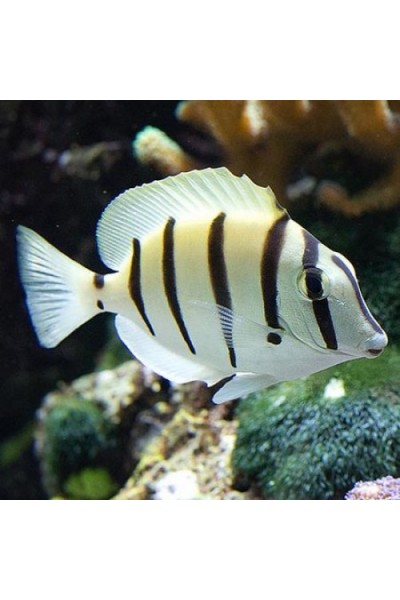 Acanthurus triostegus – хірург Зебра