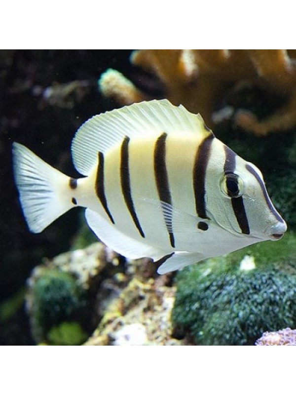 Acanthurus triostegus -хирург Зебра