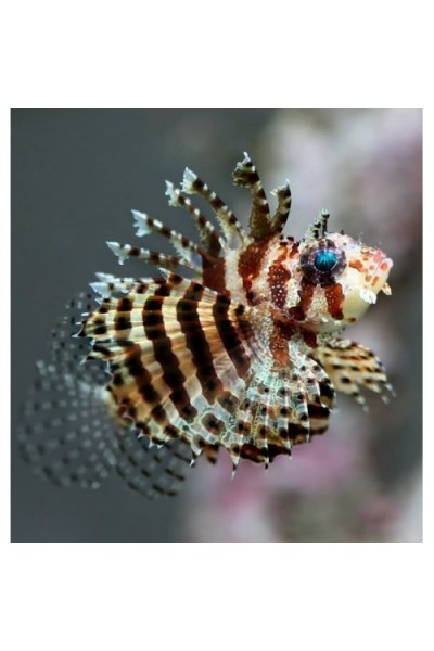 Dendrochirus brachypterus - карликовая Крылатка