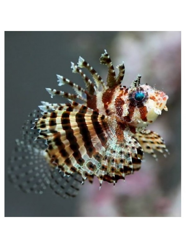 Dendrochirus brachypterus - карликовая Крылатка