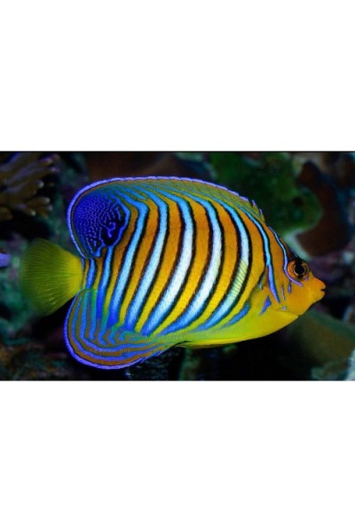Pygoplites diacanthus - Діакантус