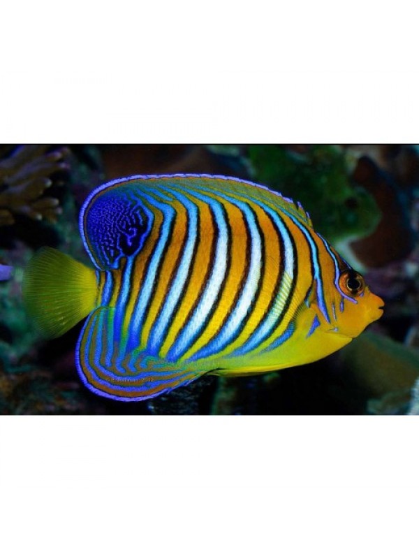 Pygoplites diacanthus - Диакантус