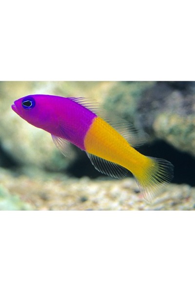 Pseudochromis paccagnellae - Ложнохроміс королівський