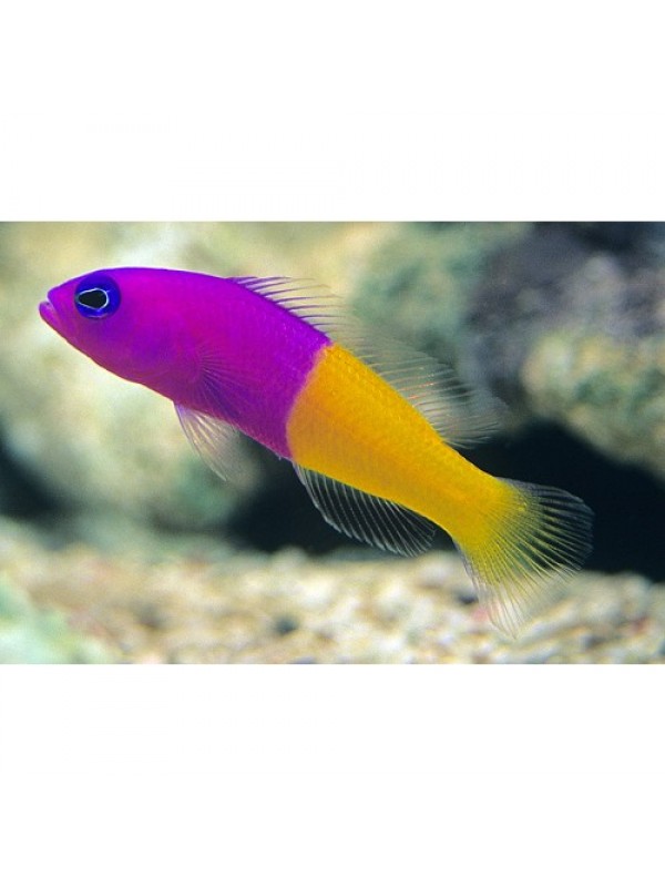 Pseudochromis paccagnellae - Ложнохромис королевский